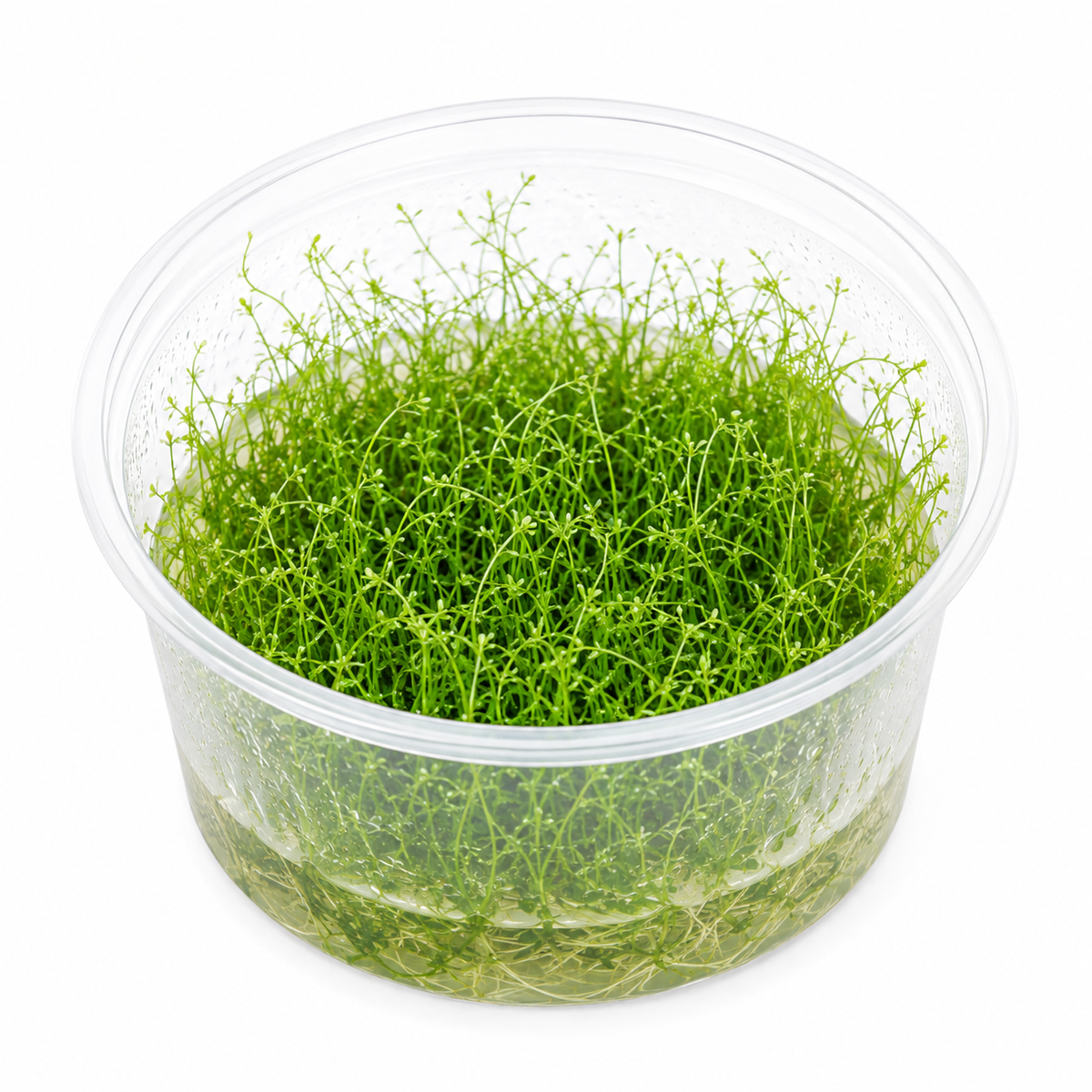 Utricularia graminifolia In Vitro – grön mattväxt för akvarium