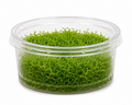 Riccia Fluitans