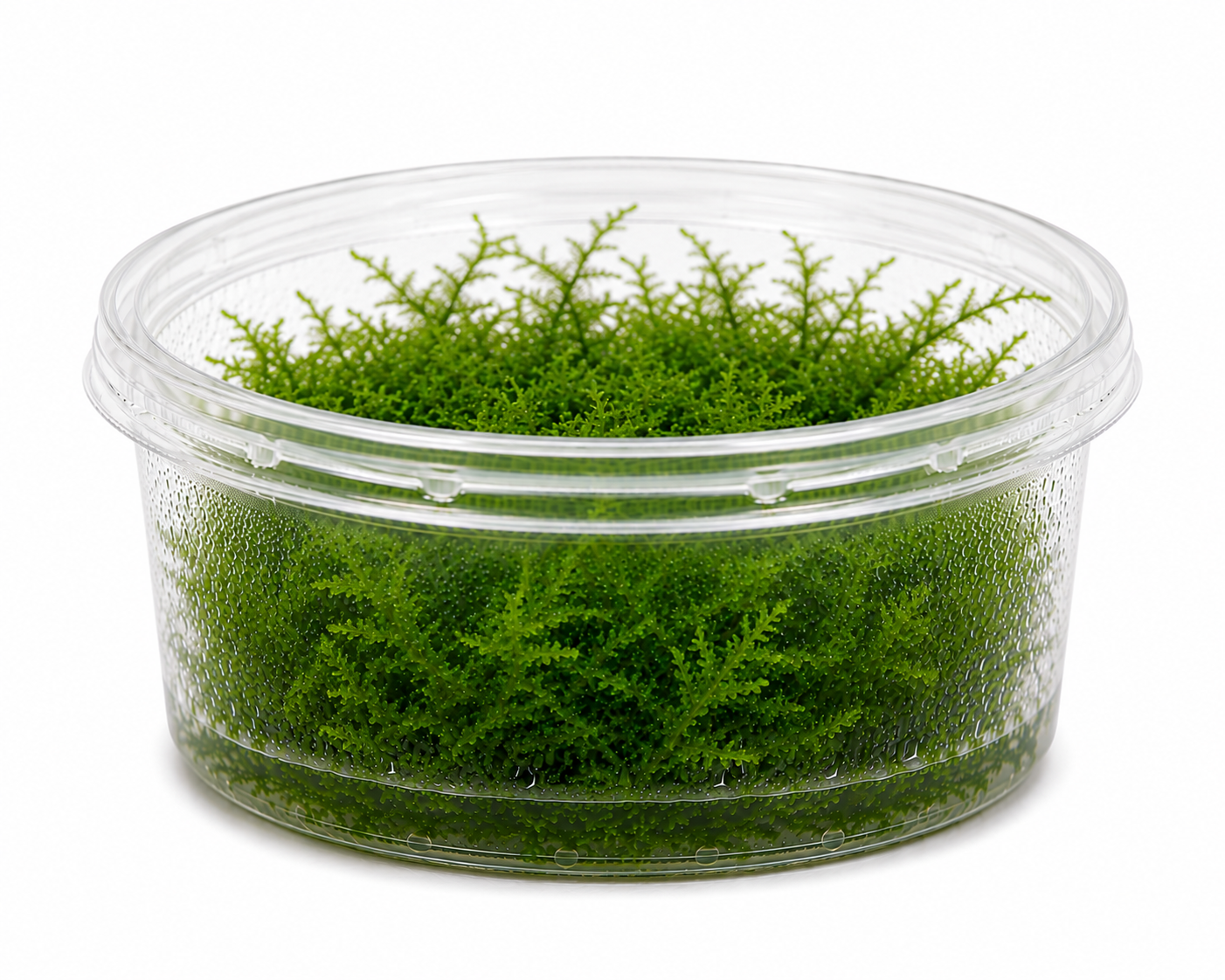 Taiwan Moss (Taxiphyllum Alternans)