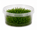 Spiky Moss (Taxiphyllum Sp)