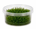 Spiky Moss In Vitro – Taxiphyllum sp.