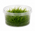 Flame Moss (Taxiphyllum Sp)