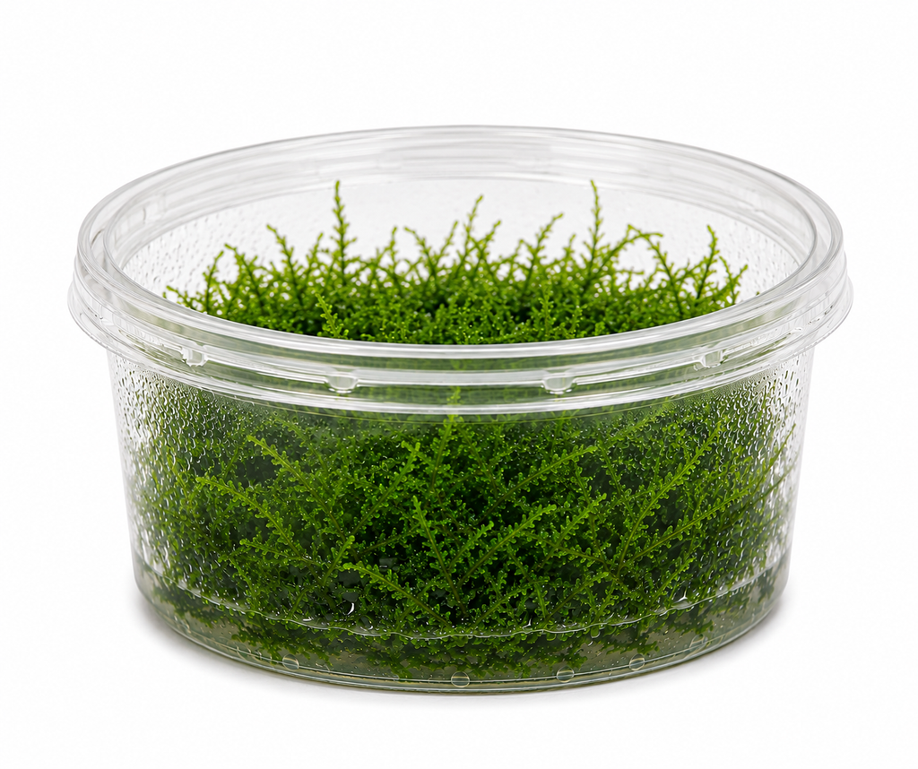 Javamossa – Taxiphyllum barbieri akvariemossa
