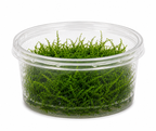 Javamossa – Taxiphyllum barbieri akvariemossa