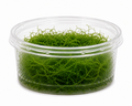 Stringy Moss (Leptodictyum Riparium)