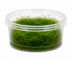 Stringy Moss – Leptodictyum riparium akvariemossa