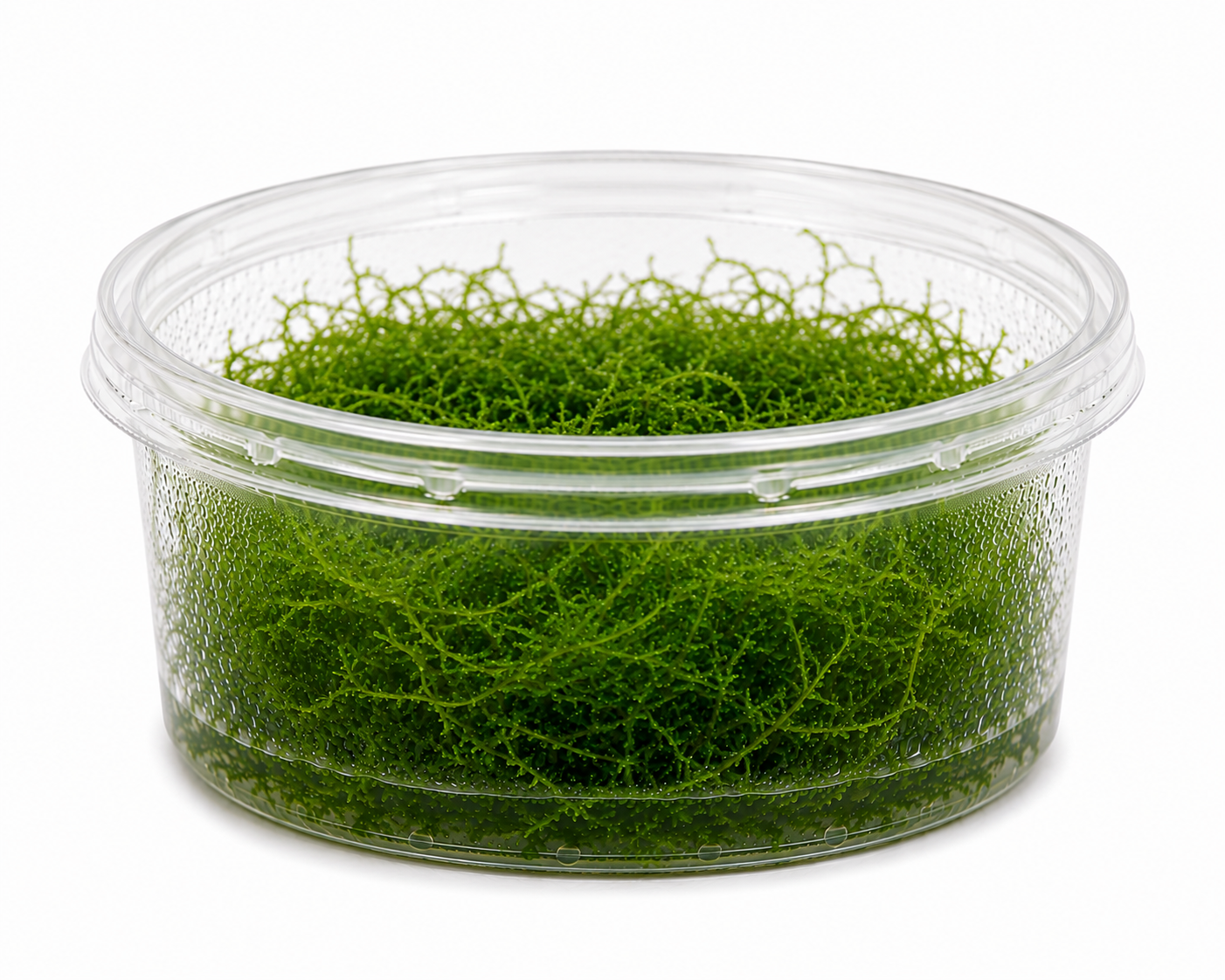 Stringy Moss (Leptodictyum Riparium)