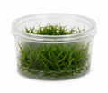 Erect Moss (Vesicularia Reticulata)