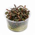Bucephalandra sp. 'Theia Red' In Vitro