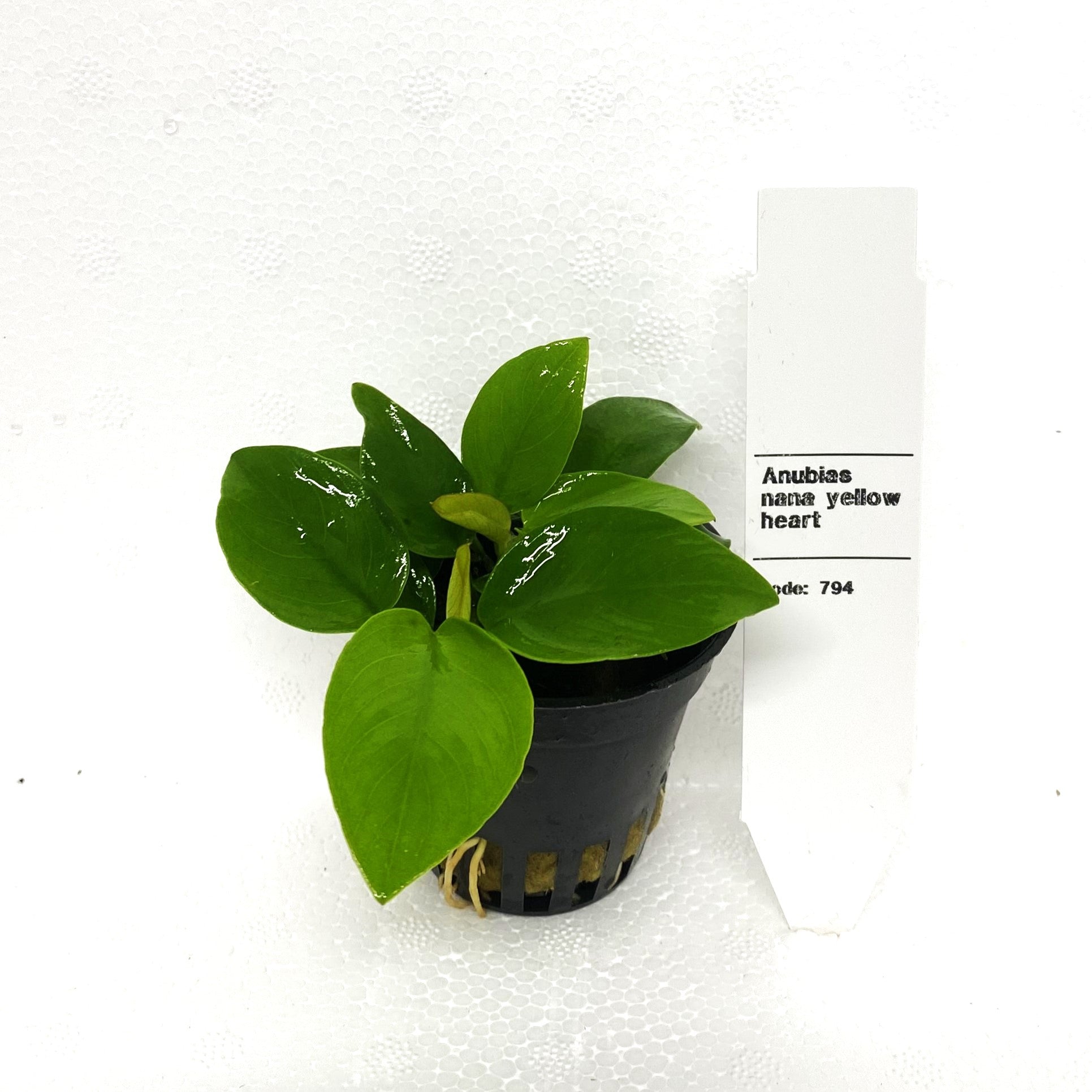 Anubias Nana Yellow Heart