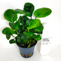 Anubias Bateri Sp Coin Leaf