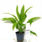 Echinodorus amazonicus – Amazonassvärdsplanta
