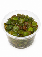 Phyllanthus fluitans – Red Root Floater för akvarium