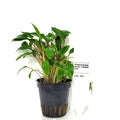 Cryptocoryne Green Crisped Leaf