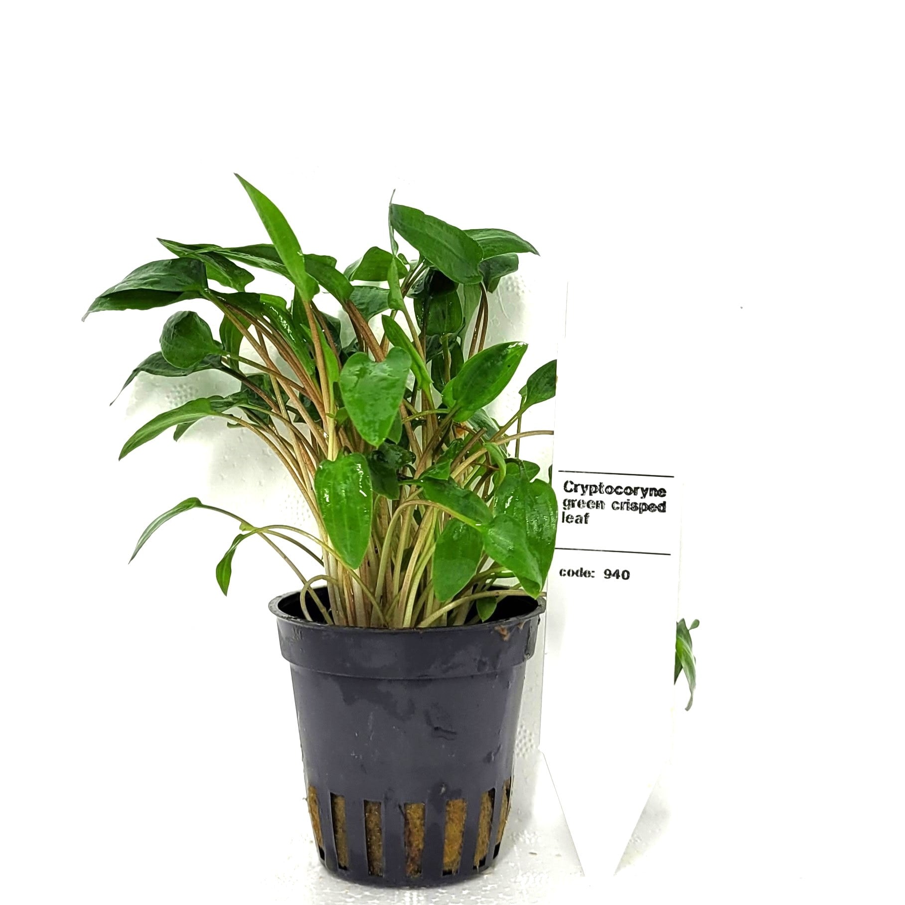 Cryptocoryne Green Crisped Leaf