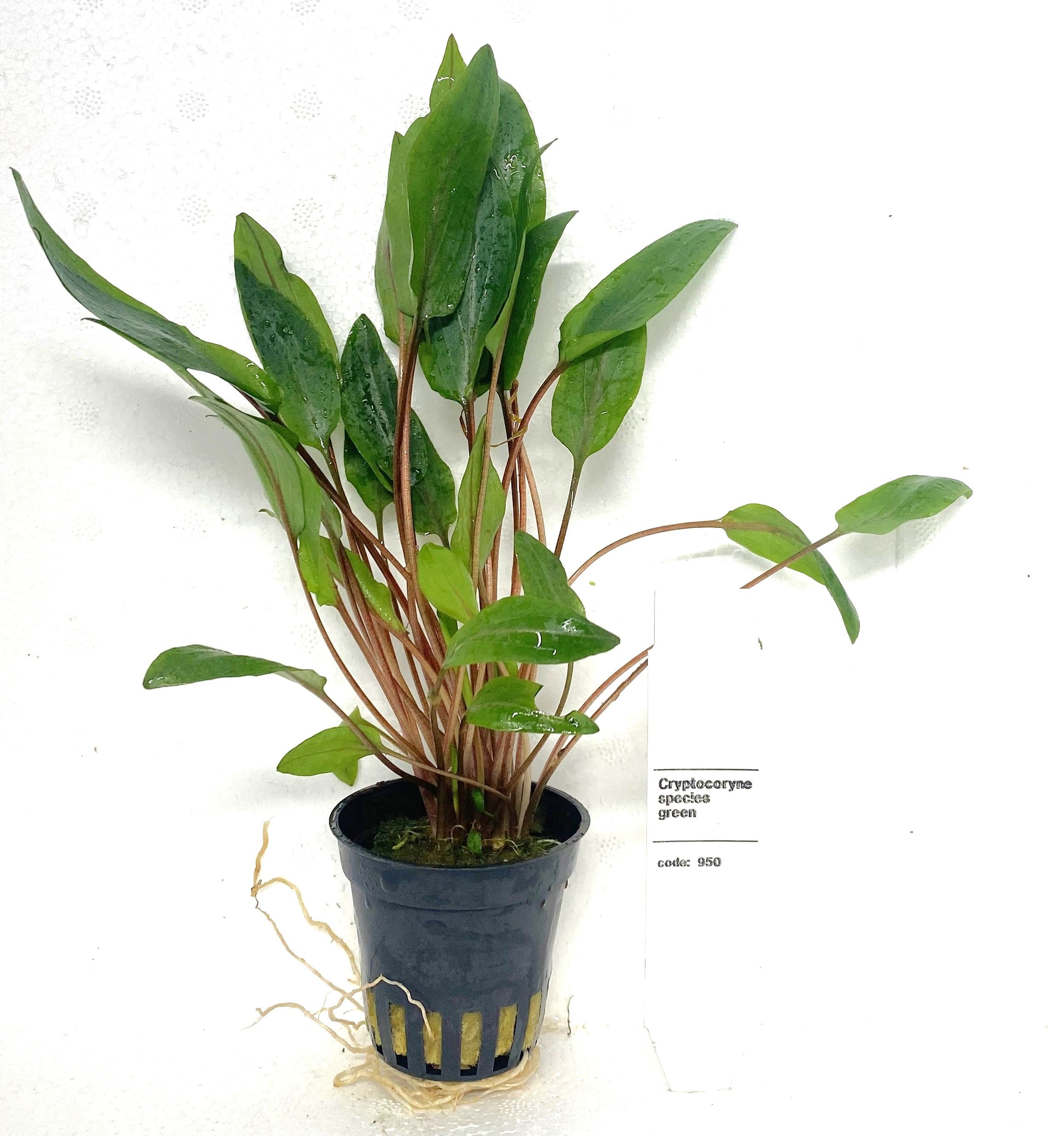 Cryptocoryne Species Green