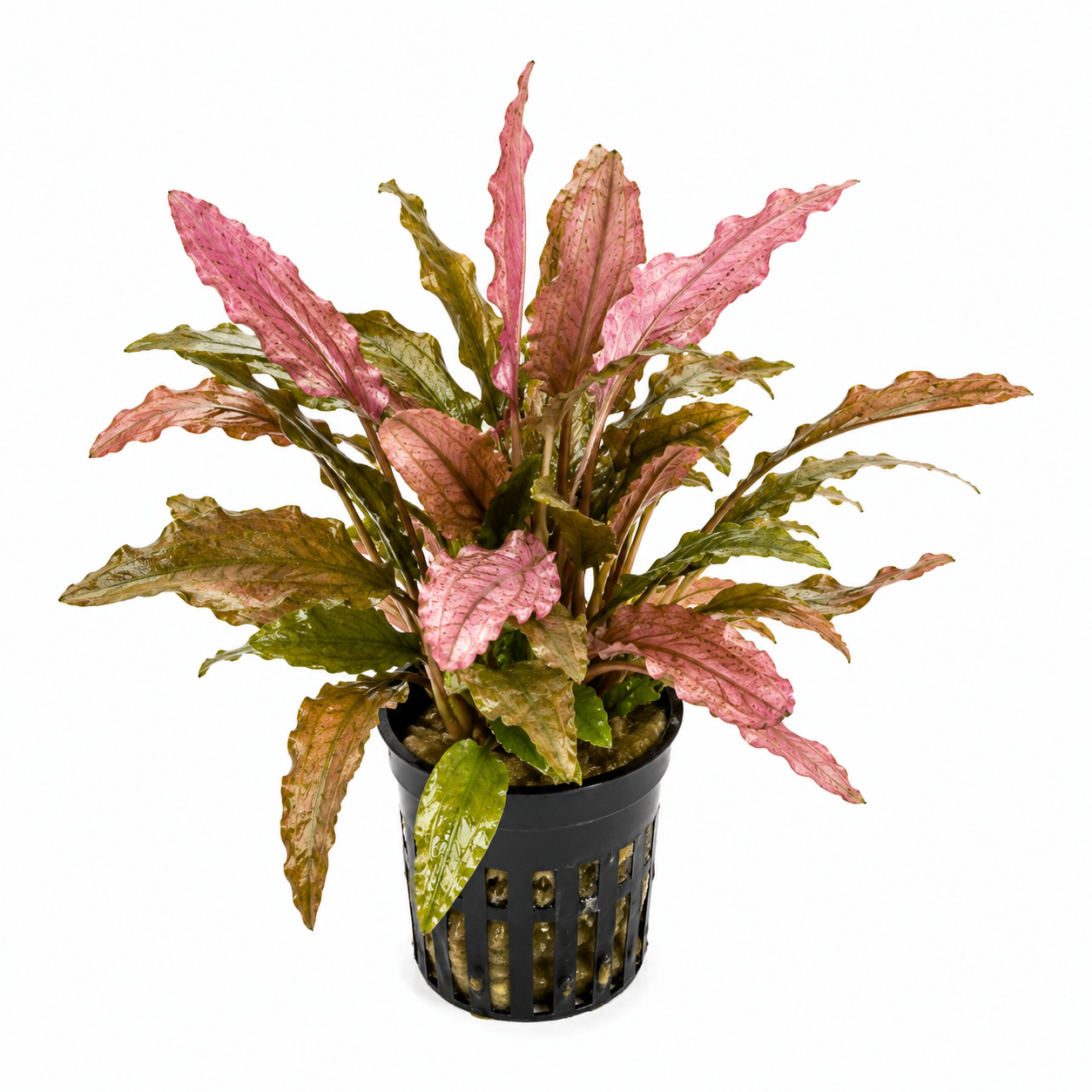 Cryptocoryne wendtii 'Flamingo'