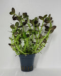 Bacopa Salzmannii Purple