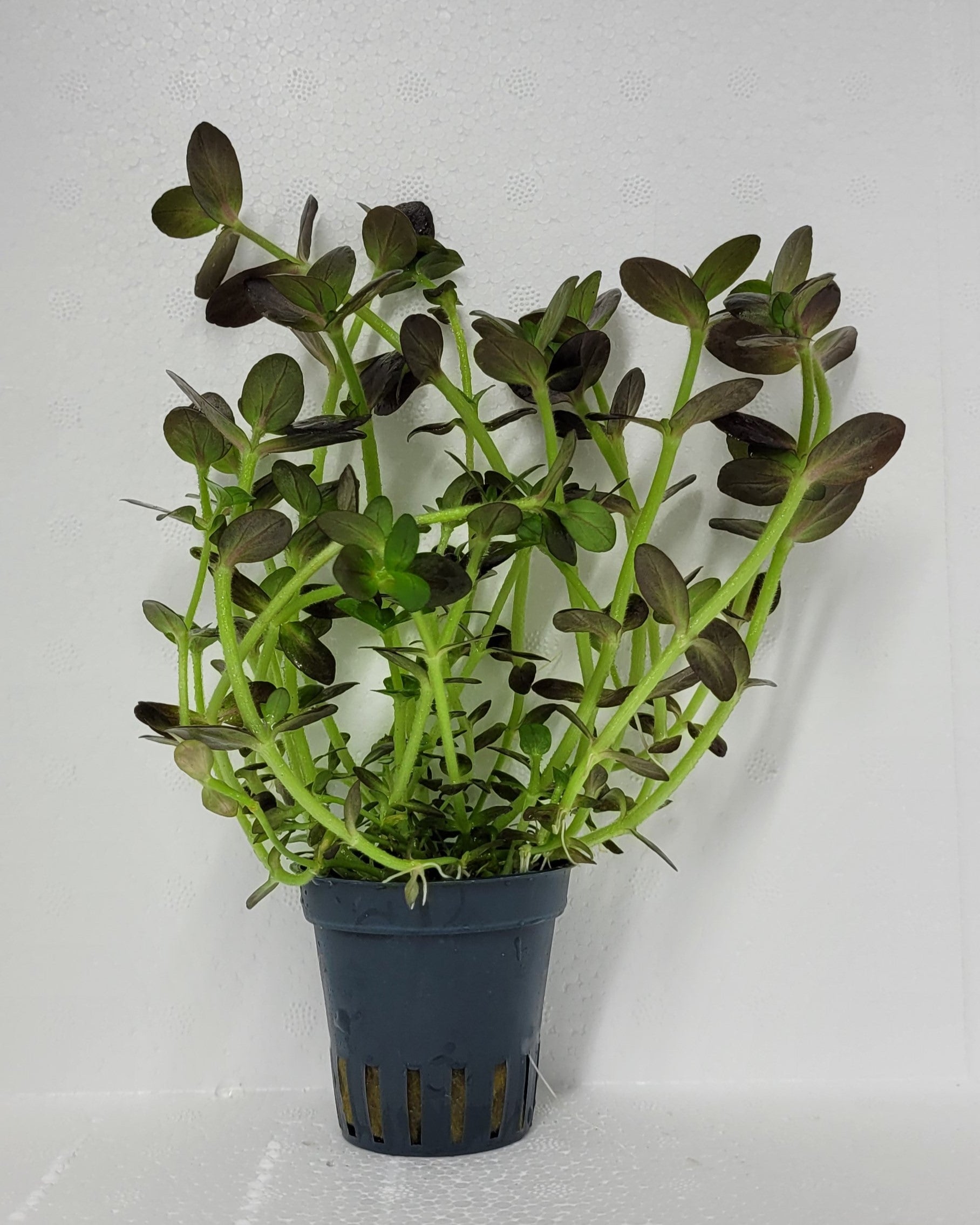 Bacopa Salzmannii Purple