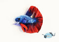 Betta Fish Gosedjur – Mjuk kampfisk i plysch 17 cm