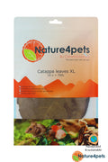 Catappa Leaves XL – Indian Almond Leaves 21–40 cm