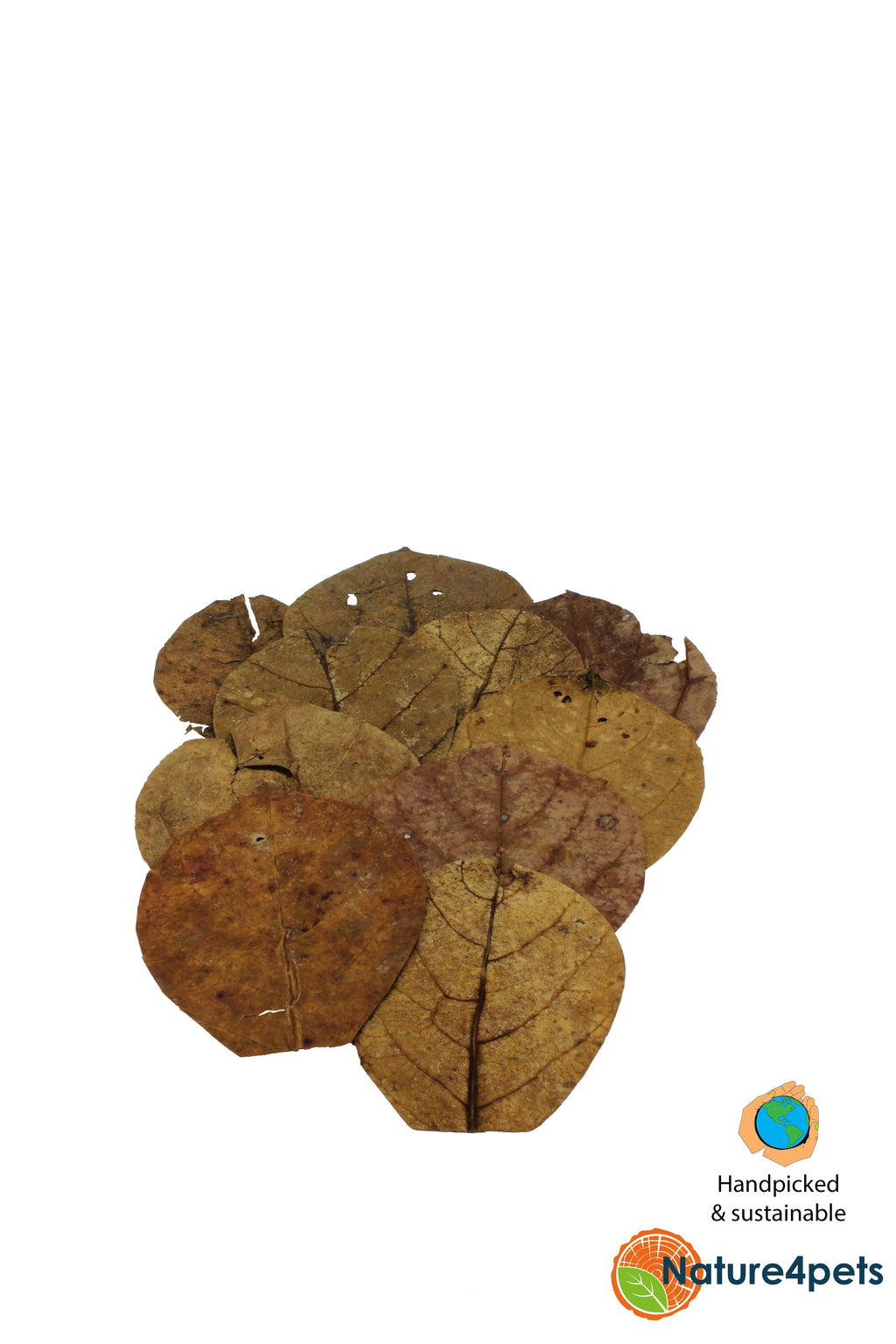 Catappa Leaves XS Nano – Indian Almond Leaves 10–11 cm, 10-pack