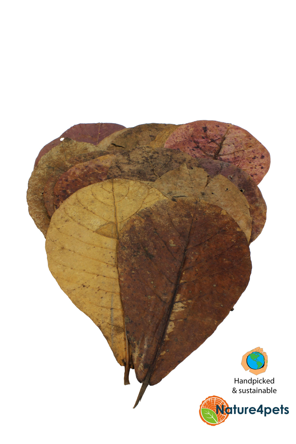 Catappa Leaves M – Indian Almond Leaves 15–20 cm, 15-pack