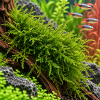 Christmas Moss – Vesicularia montagnei akvariemossa