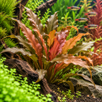 Cryptocoryne 'Florida Sunset' – rosa akvarieväxt