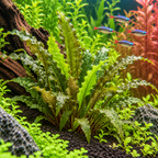 Cryptocoryne Green Crisped Leaf – grön akvarieväxt