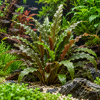 Cryptocoryne balansae – hög och lättskött akvarieväxt