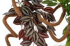 Coconut Flexi Vine 200 cm – Flexibel kokoslian för terrarium