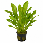 Sista Chansen – Akvarieväxter till fyndpris