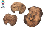 Fossil Stones Brown – Handgjorda keramiska fossilstenar för akvarium & terrarium