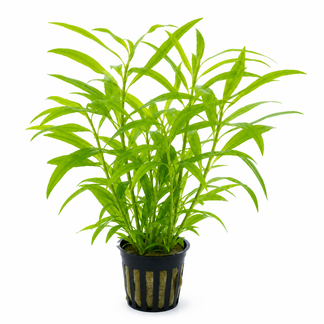 Hygrophila Polysperma