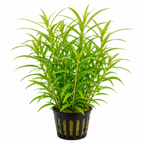 Hygrophila salicifolia – stor grön bakgrundsväxt
