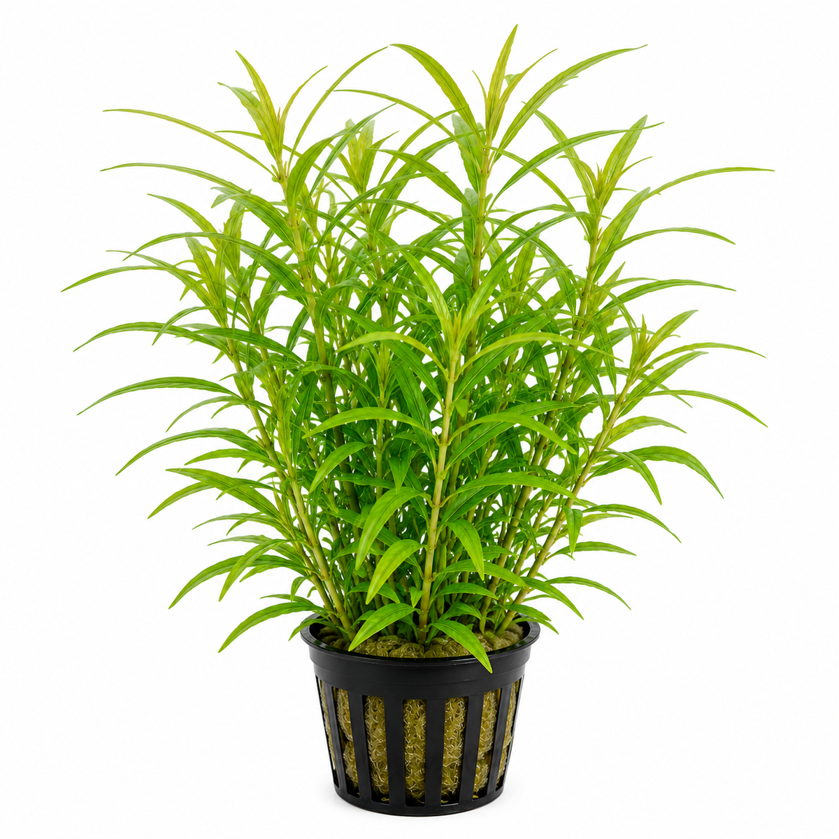 Hygrophila salicifolia – stor grön bakgrundsväxt