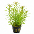 Hygrophila Stricta Tai – lättskött akvarieväxt