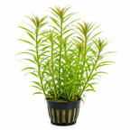 Hygrophila Stricta Tai – lättskött akvarieväxt
