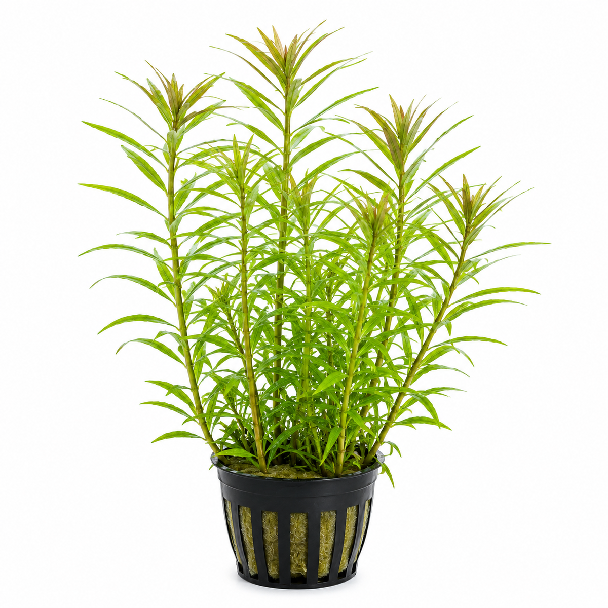 Hygrophila Stricta Tai – lättskött akvarieväxt