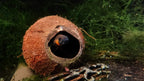 Kokosgrotta ¾ – Naturligt gömställe för akvarium & terrarium