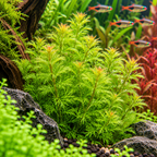 Limnophila sp. 'Vietnam Mini' – kompakt grön akvarieväxt