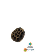 Lotus Pod XXL – Naturlig blackwater-dekoration till akvarium