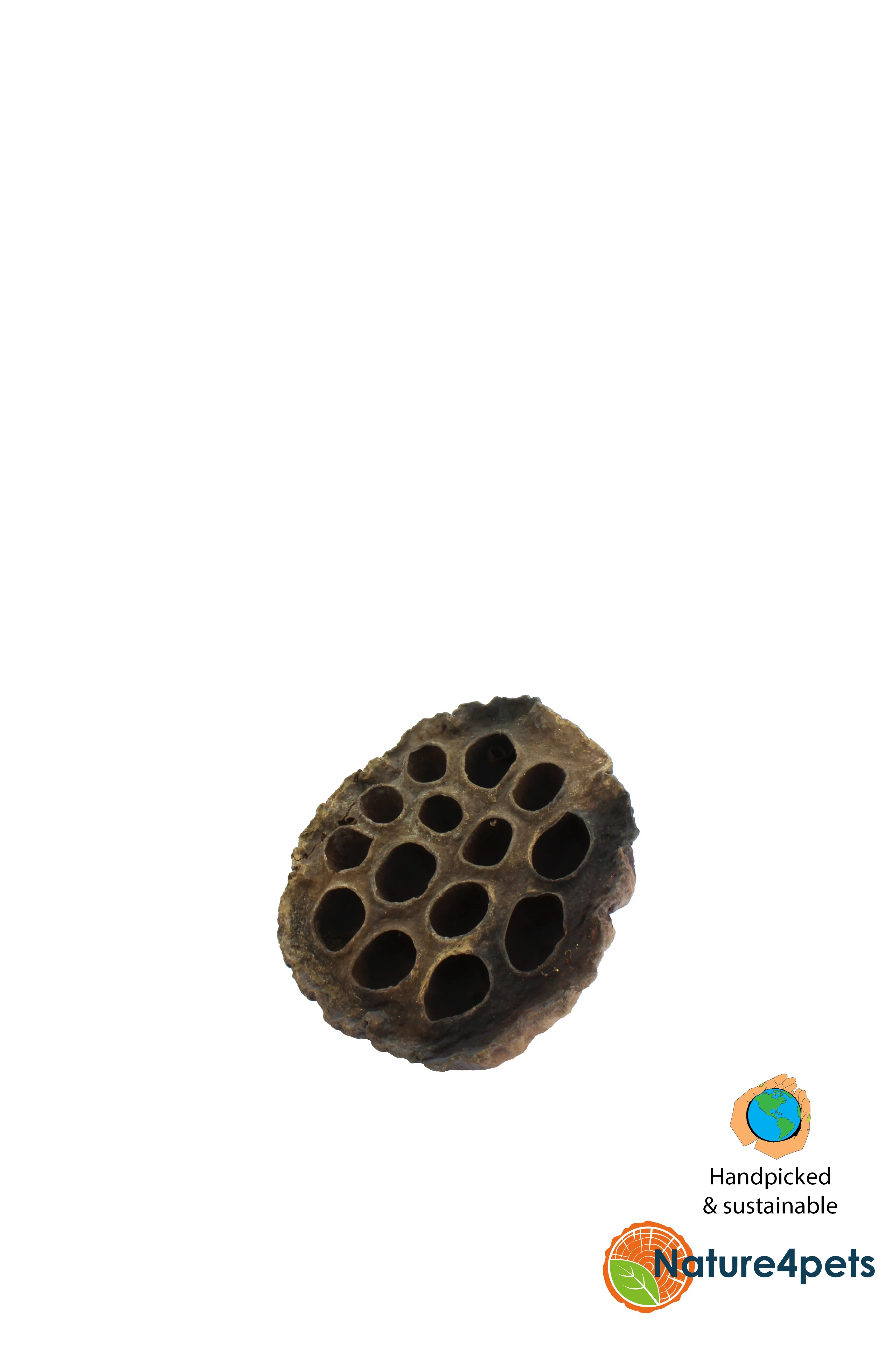 Lotus Pod XXL – Naturlig blackwater-dekoration till akvarium