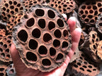 Lotus Pod XXL – Naturlig blackwater-dekoration till akvarium