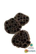 Lotus Pods 3-pack – Naturliga botanicals för akvarium