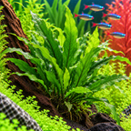 Microsorum pteropus – Javaormbunke