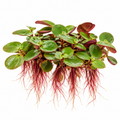 Phyllanthus fluitans – Red Root Floater för akvarium