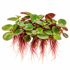 Phyllanthus fluitans – Red Root Floater för akvarium