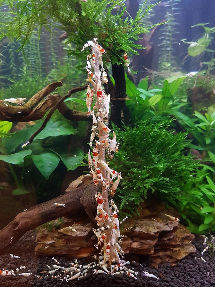 Shrimp Lolly Alger & Grönsaker 10-pack – Foder för räkor